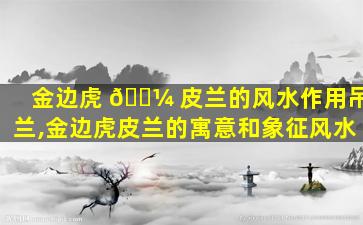 金边虎 🐼 皮兰的风水作用吊兰,金边虎皮兰的寓意和象征风水